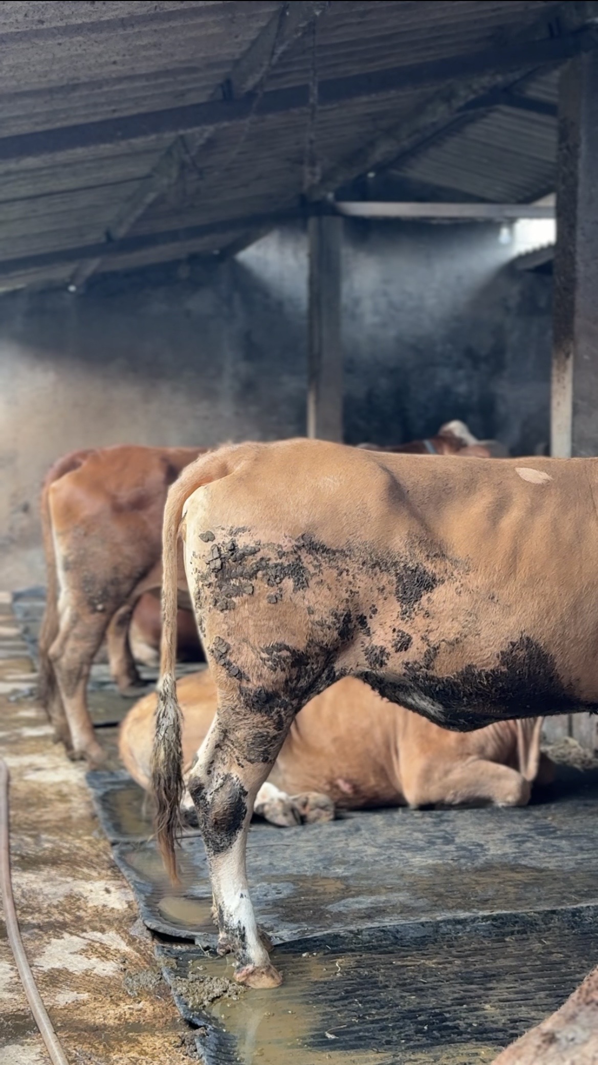 Sapi Pincang Bukan Masalah Sepele: Ini Dampaknya bagi Keuntungan Peternak