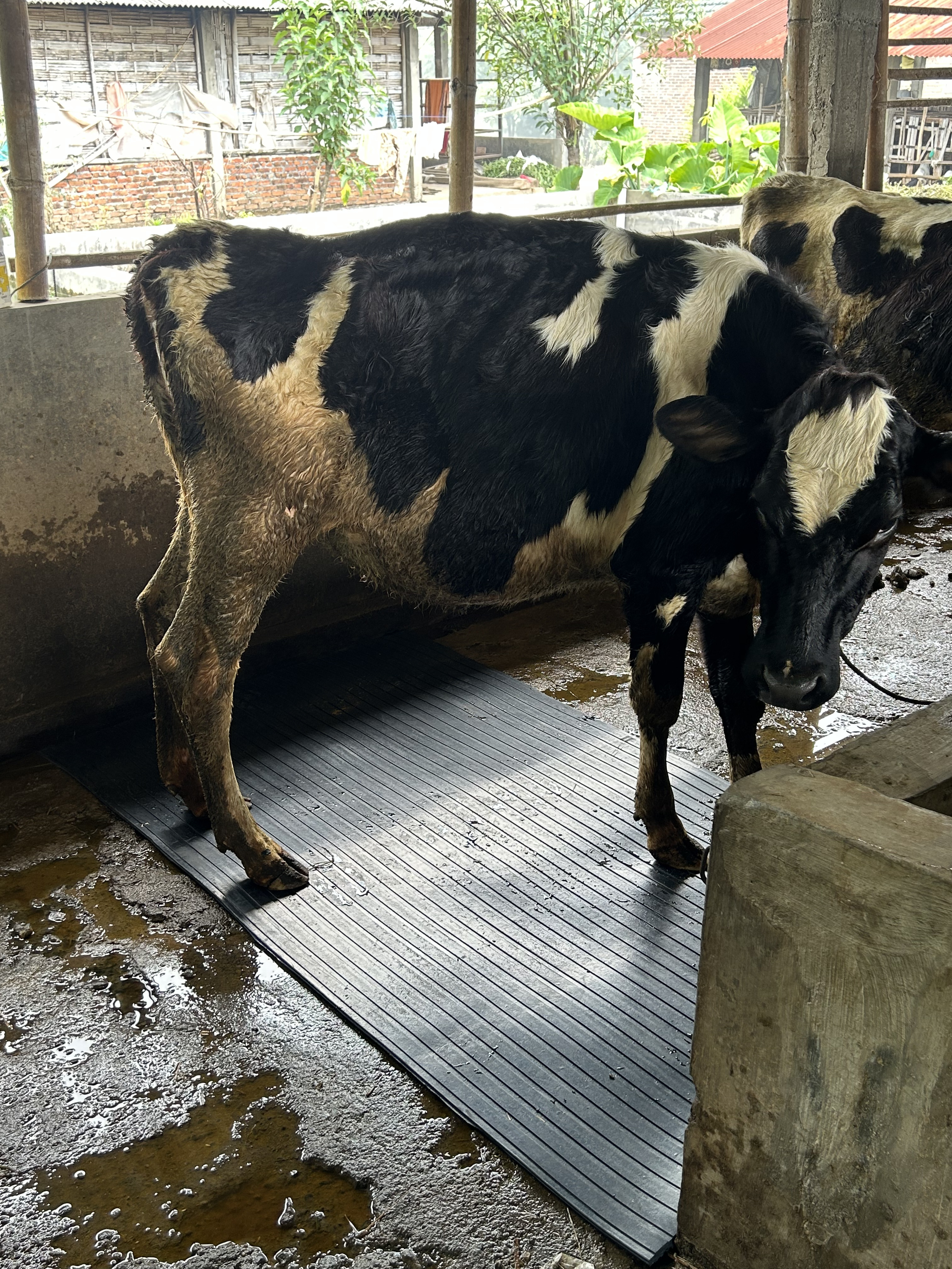 Pentingnya Alas Kandang dalam Peternakan Sapi: Bukan Sekadar Lantai Biasa