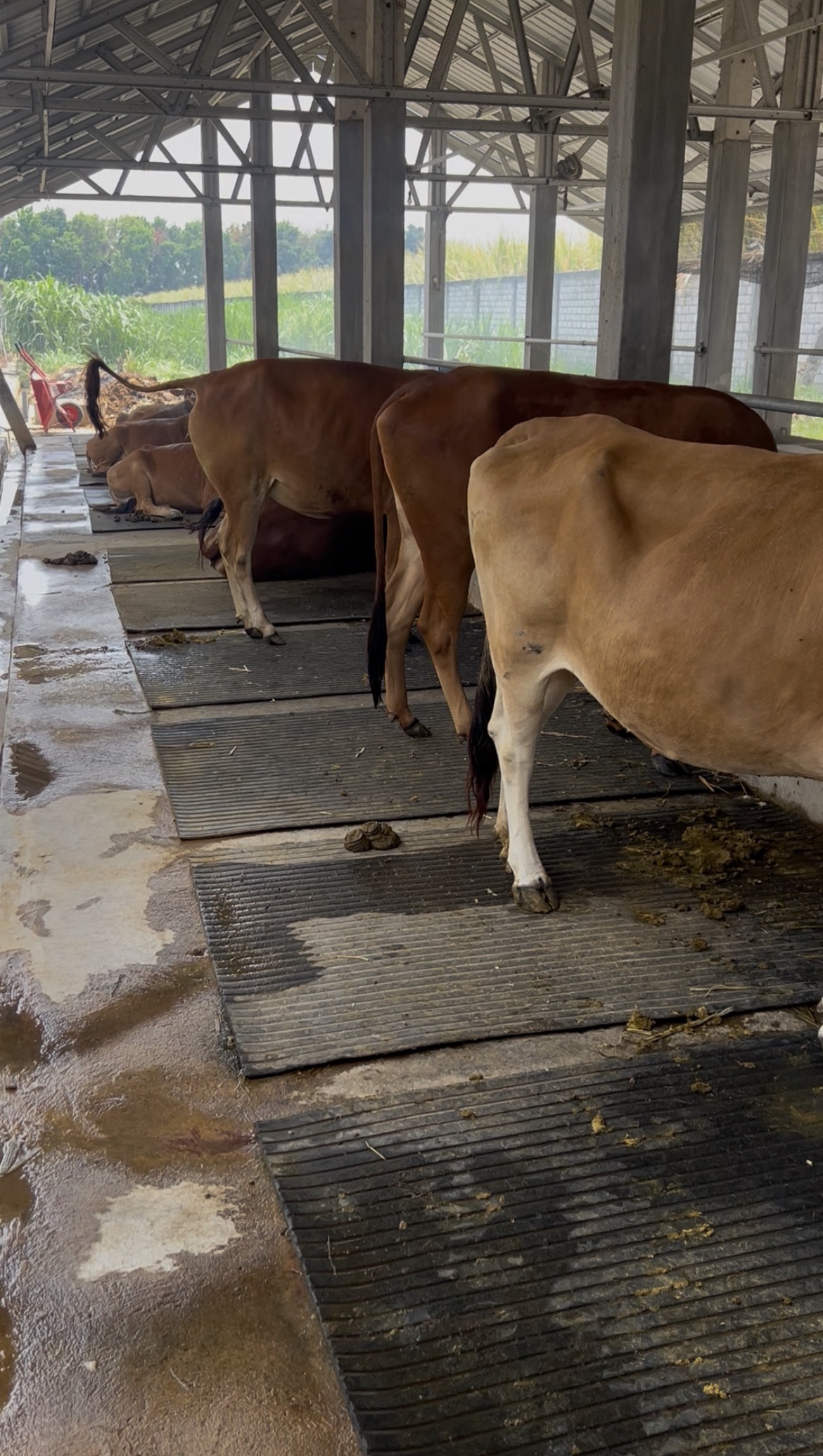 5 Kesalahan Saat Membeli Sapi Bakalan yang Sering Membuat Peternak Rugi