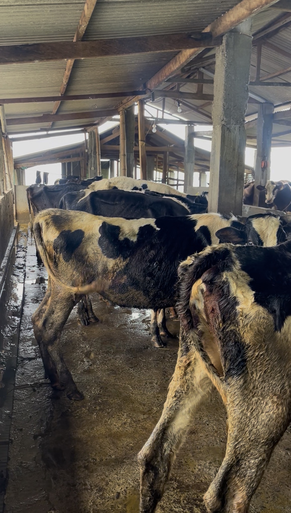 Sapi Sering Terpeleset? Jangan Anggap Sepele
